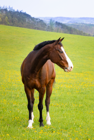 Equine Finance